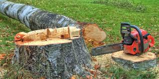 Best Tree Risk Assessment  in Franklin Park, NJ