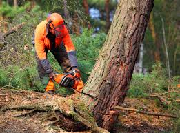 How Our Tree Care Process Works  in  Franklin Park, NJ