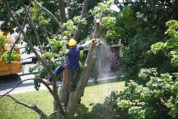 Reliable Franklin Park, NJ Tree Removal Services Solutions